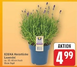 Lavendel von EDEKA Herzstücke im aktuellen E center Prospekt