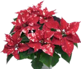 Weihnachtsstern 'Fantasy Star' (Euphorbia pulcherrima) Angebote von Grow by OBI bei OBI Göttingen für 3,99 €