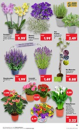 Kaufland Lavendel im Prospekt Kaufland Lavendel im Prospekt