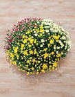 Chrysantheme tricolore en promo chez Super U Metz à 10,49 €