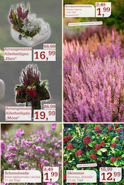 Grabgesteck im Garten-Center Nordharz GmbH & Co. KG Prospekt in Braunschweig Aktueller Garten-Center Nordharz GmbH & Co. KG Prospekt mit Grabgesteck, "Der Herbst sooo schön", Seite 5