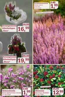 Pflanzen im aktuellen Garten-Center Nordharz GmbH & Co. KG Prospekt (Braunschweig) Pflanzen im Garten-Center Nordharz GmbH & Co. KG Prospekt "Der Herbst sooo schön" mit 18 Seiten (Braunschweig)