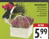 Herbstpflanzen im Angebot bei E center in Schweinfurt Herbstpflanzen Angebote bei E center Schweinfurt für 5,99 €