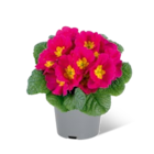 Aktuelle Blumen Angebote bei REWE in Paderborn Aktuelles Narzisse Angebot bei REWE in Paderborn ab 1,00 €