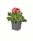 Aktuelles Edelgeranie (Pelargonium grandilorum) Angebot bei Lidl in Oberhausen ab 2,49 €
