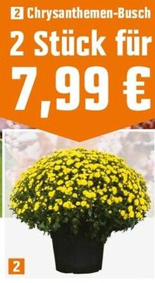 Chrysanthemen-Busch bei OBI in Elmshorn Chrysanthemen-Busch im Angebot bei OBI Elmshorn für 4,99 €