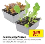 Gemüsejungpflanzen im aktuellen toom Baumarkt Prospekt