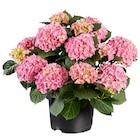 Gartenhortensie im Angebot bei Lidl in Bad Kreuznach Gartenhortensie Angebote bei Lidl Bad Kreuznach für 7,99 €