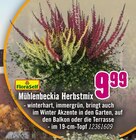 Mühlenbeckia Herbstmix von FloraSelf für 9,99 € bei Hornbach im Angebot Mühlenbeckia Herbstmix von FloraSelf im aktuellen Hornbach Prospekt