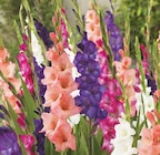 Edelgladiolen-Mischung Angebote bei Dehner Garten-Center Unna für 8,99 €