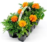 Impatiens bei Thomas Philipps im Herbsleben Prospekt für 1,99 €