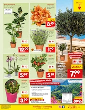 Pflanzen im Netto Marken-Discount Prospekt in Bonn Aktueller Netto Marken-Discount Prospekt mit Pflanzen, "Aktuelle Angebote", Seite 42