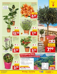 Pflanzen im aktuellen Netto Marken-Discount Prospekt (Aachen) Pflanzen im Netto Marken-Discount Prospekt "Aktuelle Angebote" mit 71 Seiten (Aachen)