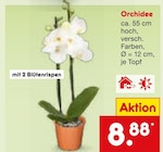 Aktuelles Orchidee Angebot bei Netto Marken-Discount in Mannheim ab 8,88 €