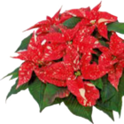Assortiment de Poinsettia 'Princettia' dans le catalogue Norma