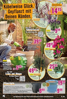 Palme im Hornbach Prospekt "Dein Wille verlegt Deine Terrasse." mit 31 Seiten (Stuttgart)