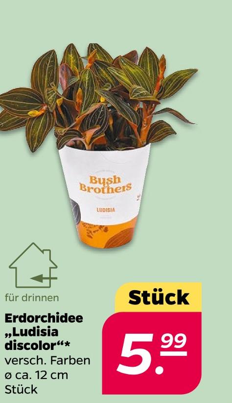 Erdorchidee Ludisia discolor