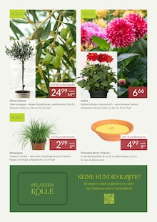 Blumen im Pflanzen Kölle Prospekt "BLÜHENDE VIELFALT IM JUNI" mit 3 Seiten (Hamburg)