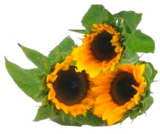 Astern oder Sonnenblumen im Angebot bei EDEKA in Buxtehude Astern oder Sonnenblumen Angebote bei EDEKA Buxtehude für 2,99 €