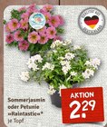 Sommerjasmin oder Petunie »Raintastic« bei nahkauf im Prospekt "" für 2,29 €