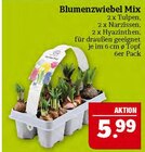 Blumenzwiebel Mix Angebote bei Marktkauf Görlitz für 5,99 €