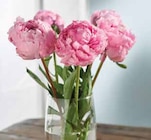 Bouquet 5 Pivoines - Intermarché à Argenteuil Bouquet 5 Pivoines en promo chez Intermarché Argenteuil à 10,00 €