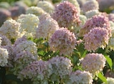 Aktuelles Rispenhortensie „Magical Candle“ Angebot bei Hornbach in Bremen ab 19,95 €