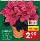 Herbststern im Angebot bei Netto Marken-Discount in Ulm Herbststern Angebote bei Netto Marken-Discount Ulm für 2,99 €