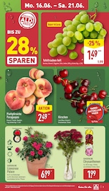Aktueller ALDI Nord Prospekt mit Pflanzen, "Aktuelle Angebote", Seite 3