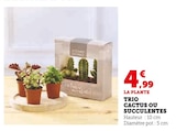 Trio Cactus ou Succulentes - Super U à Antony Trio Cactus ou Succulentes en promo chez Super U Antony à 4,99 €