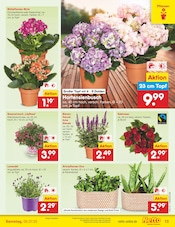 Stauden im Netto Marken-Discount Prospekt in Lünen Aktueller Netto Marken-Discount Prospekt mit Stauden, "Aktuelle Angebote", Seite 12
