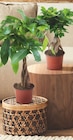 Ficus Ginseng - Gardenline en promo à 4,99 € chez Aldi Ficus Ginseng - Gardenline dans le catalogue Aldi