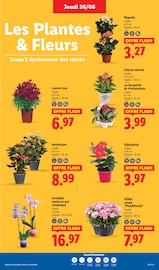 Laurier Angebote im Prospekt "Le vrai prix des bonnes choses" von Lidl Laurier Angebote im Prospekt "Le vrai prix des bonnes choses" von Lidl auf Seite 29