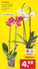 Orchidee bei Netto Marken-Discount im Bad Abbach Prospekt für 4,99 €