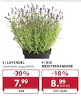 Lavendel bei Dehner Garten-Center im Prospekt "" für 7,99 €