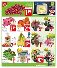Chrysanthemen im EDEKA Prospekt "Noch kein °Punktesammler? Hier direkt anmelden!" auf Seite 5