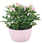toom Baumarkt Zülpich - Rosenschale Angebot im Prospekt Rosenschale bei toom Baumarkt im Zülpich Prospekt für 4,99 €