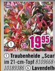 Traubenheide „Scarletta“ für 19,95 € bei Hornbach im Angebot Traubenheide „Scarletta“ im aktuellen Hornbach Prospekt