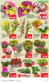 Pflanzen im Kaufland Prospekt in Herford Aktueller Kaufland Prospekt mit Pflanzen, "KNÜLLER", Seite 34
