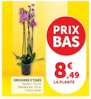 Orchidée 3 Tiges en promo chez U Express Tourcoing à 8,49 €