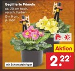 Aktuelles Geglitterte Primeln Angebot bei Netto Marken-Discount in Bergisch Gladbach ab 2,22 €