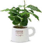 Netto Marken-Discount - Kaffeepflanze Angebot im Prospekt Kaffeepflanze bei Netto Marken-Discount im Prospekt "" für 2,99 €