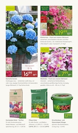 Ähnliche Weinrebe Angebote im Prospekt "FRÜHLING ERLEBEN" von Pflanzen Kölle Ähnliches Angebot bei Pflanzen Kölle in Prospekt "FRÜHLING ERLEBEN" gefunden auf Seite 6