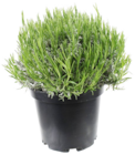 Lavandula angustifolia à 20,99 € dans le catalogue Truffaut