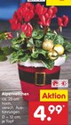 Alpenveilchen Angebote bei Netto Marken-Discount Erfurt für 4,99 €