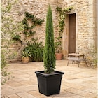 Cyprès de Provence - Carrefour à Toulouse Cyprès de Provence en promo chez Carrefour Toulouse à 19,99 €