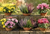 Chrysantheme im Angebot bei Netto Marken-Discount in St. Ingbert Chrysantheme Angebote bei Netto Marken-Discount St. Ingbert für 4,99 €