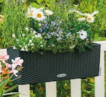 Hagebaumarkt Neu Gülze - Bewässerungsbalkonkasten „Balconera Cottage“ Angebot im Prospekt Bewässerungsbalkonkasten „Balconera Cottage“ bei Hagebaumarkt im Neu Gülze Prospekt für 19,99 €