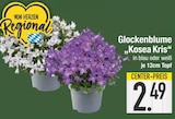 Glockenblume 'Kosea Kris' bei EDEKA im Rottenburg Prospekt für 2,49 €