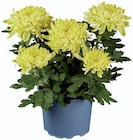Gros chrysanthème en promo chez Lidl Rennes à 3,89 €